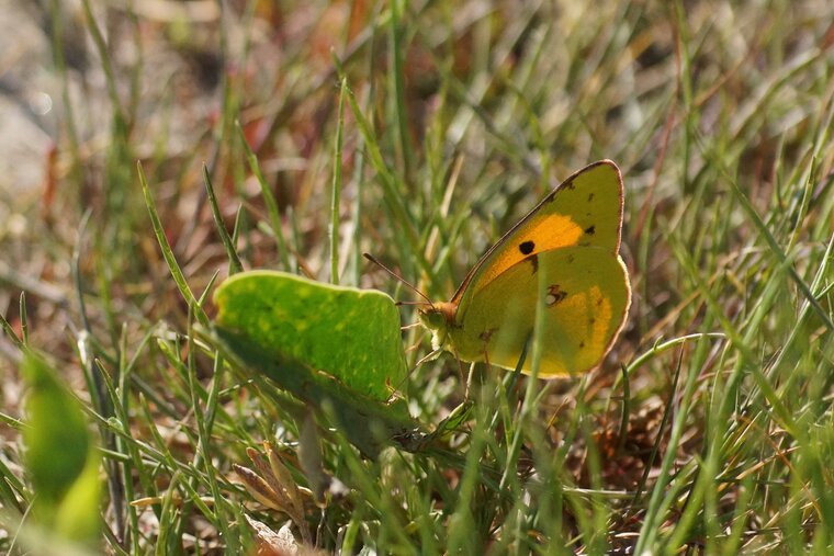 Le souci Colias croceaDSC06901