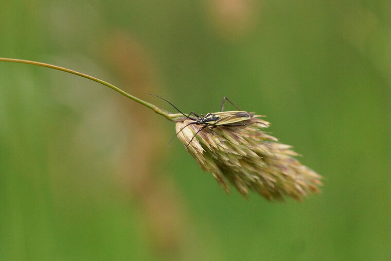 Leptoterna dolobrata sous réserve