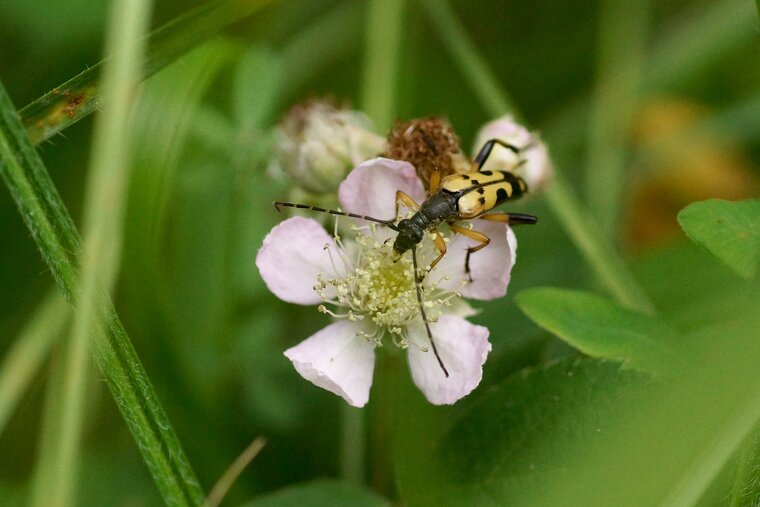 Lepture tâchetée Leptura maculata