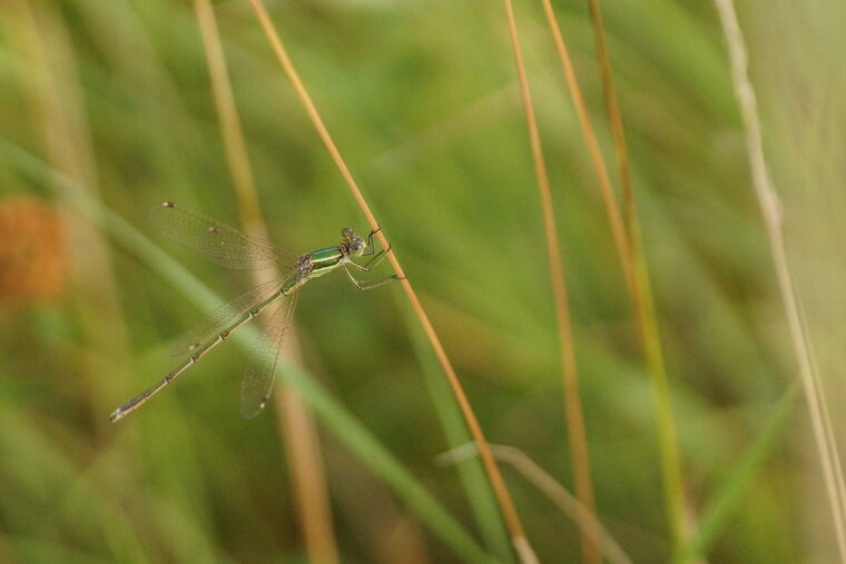 Leste barbare Lestes barbarus