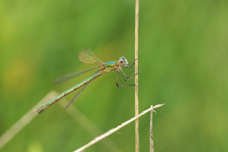 Lestes virens Leste verdoyant