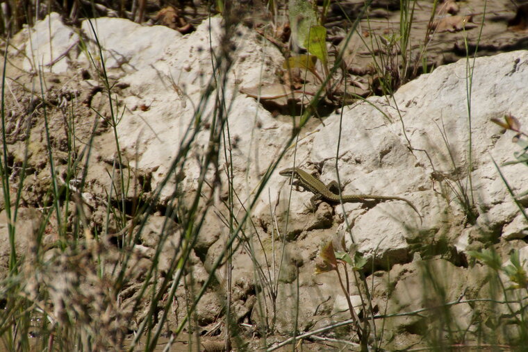 Lézard