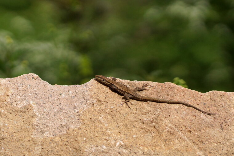 Lézard sp