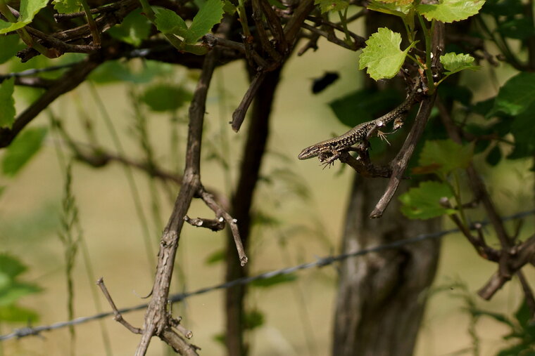 Lézard sp