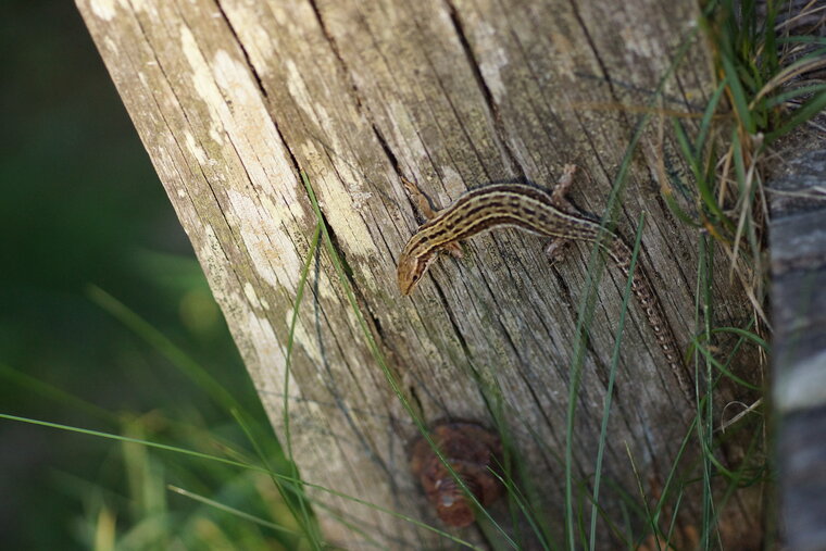 Lézard sp