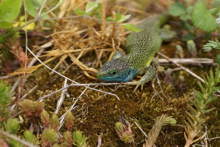 Lézard vert 2