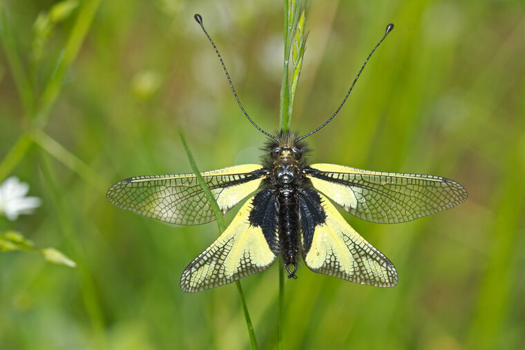 Libelloides coccajus