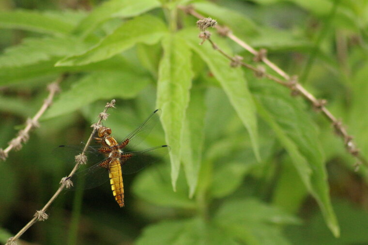 libellula depressa