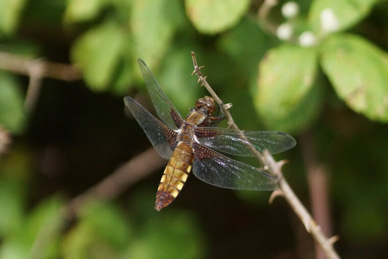 Libellula depressa Libellule déprimée