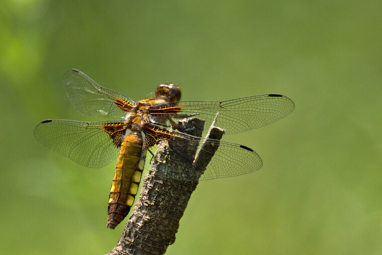 Libellula depressa femelle