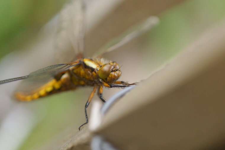 Libellula fulva 6