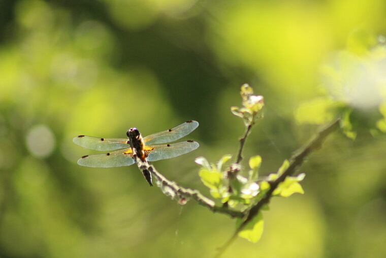 libellula quadrimaculata