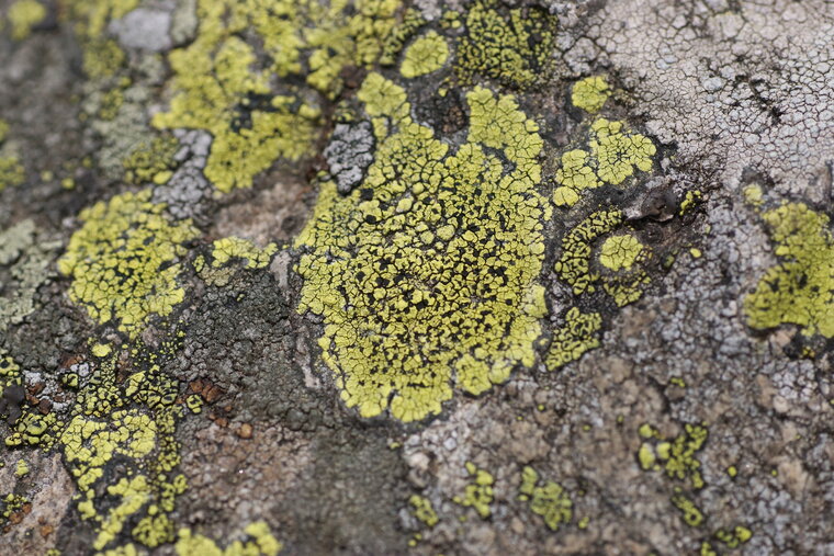 Lichen