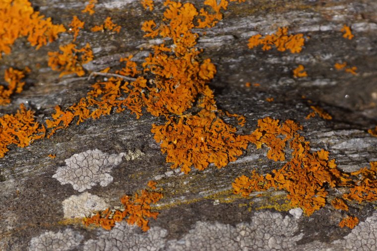 Lichen sp