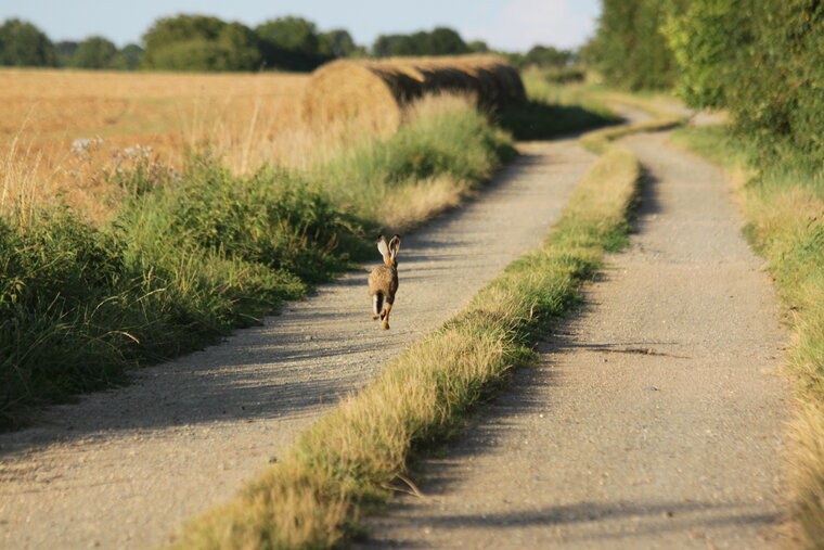 LIÉVRE 2014 08 04 009