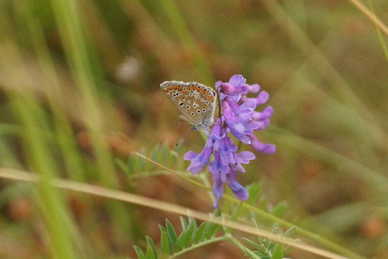 Lycène sp