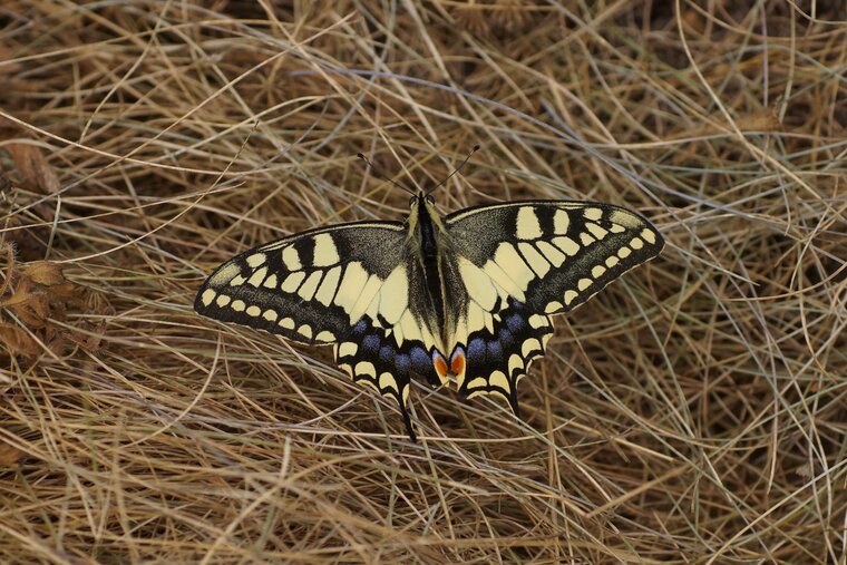 Machaon bisDSC09944