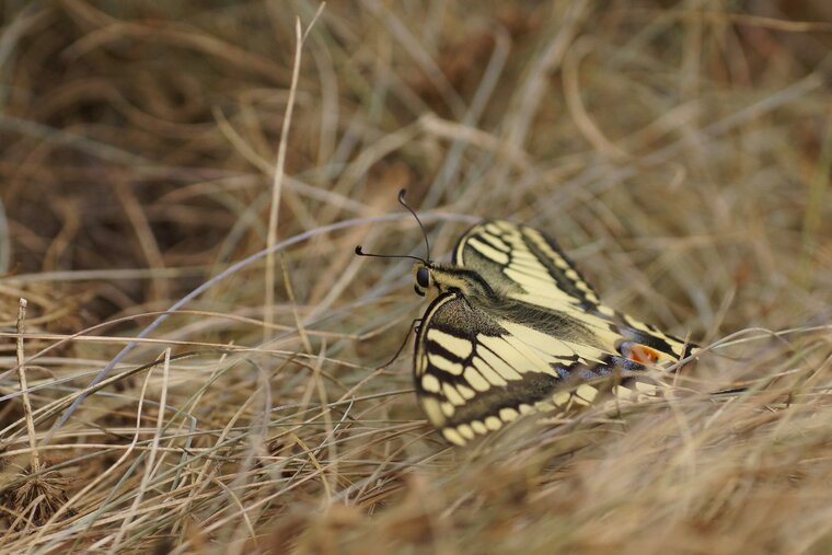 Machaon bisDSC09947