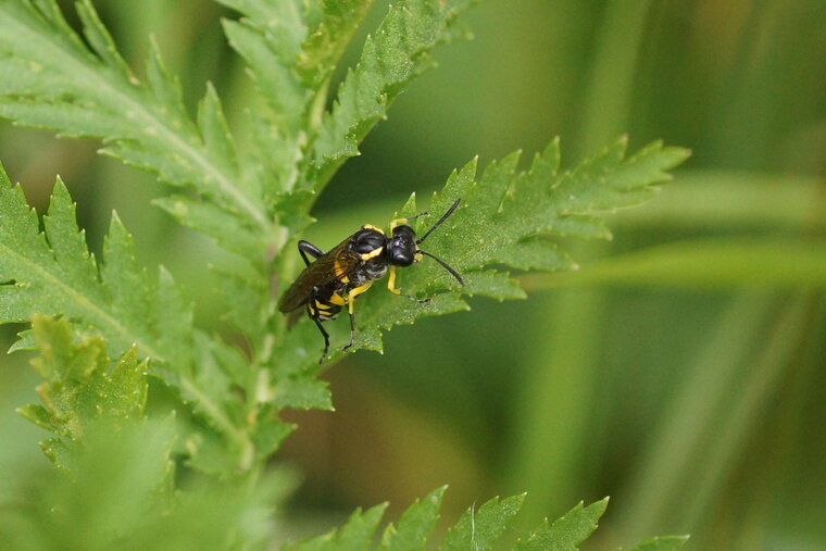 Macrophya montana femelle