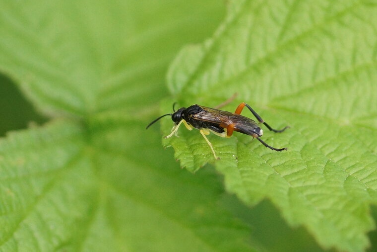 Macrophya rufipes sous réserve