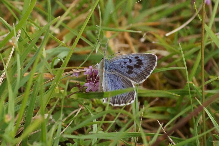 Maculinea arion L Azuré du serpoletDSC07627