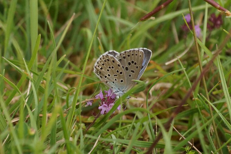 Maculinea arion L Azuré du serpoletDSC07629