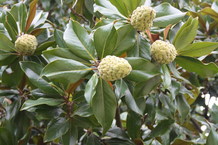 Magnolia à grande fleur