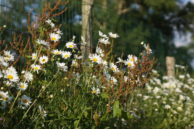 Marguerites