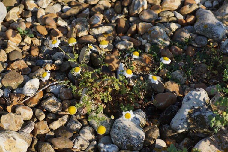 Matricaire maritime Tripleurospermum maritimum 2