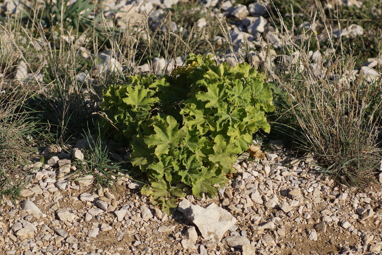 Mauve arborescente Malva dendromorpha