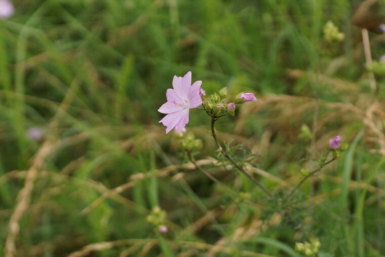 Mauve musquée