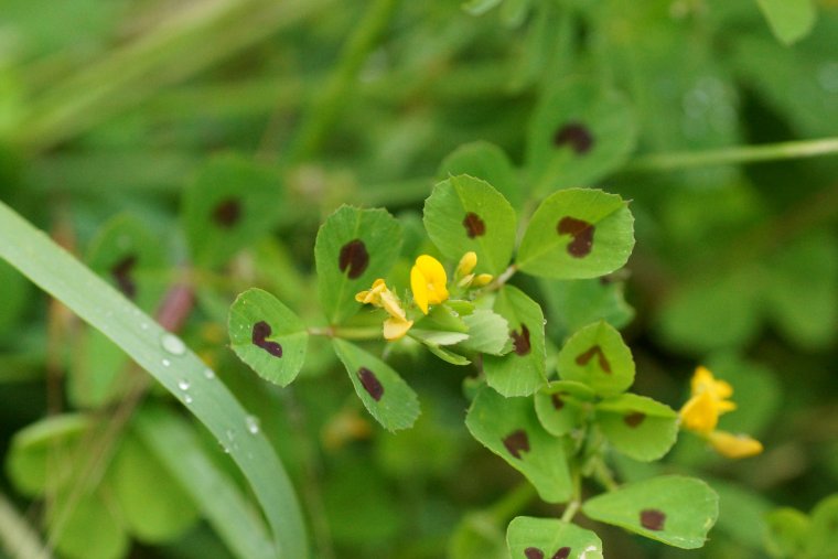 Medicago arabica Luzerne d arabie