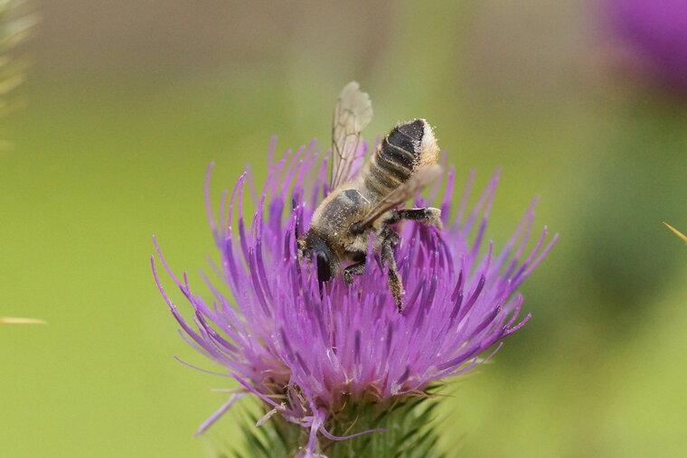 Megachile sp