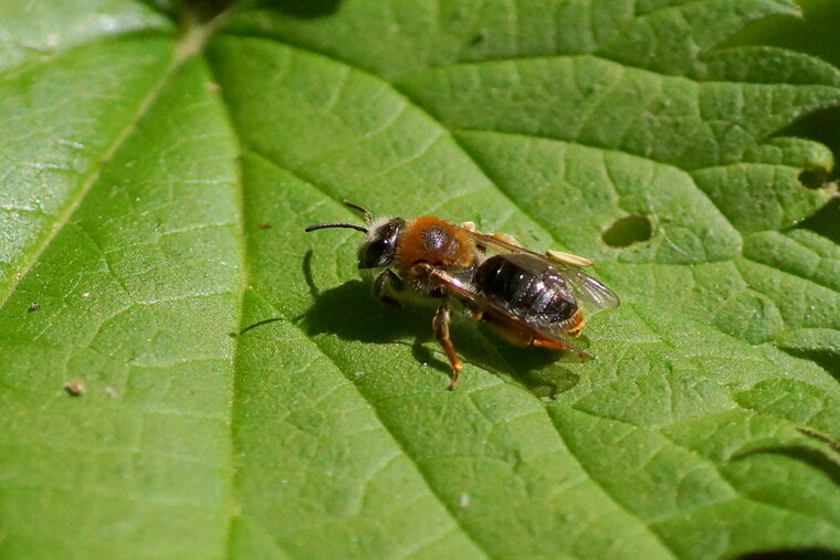 Mégachile sp sous réserve