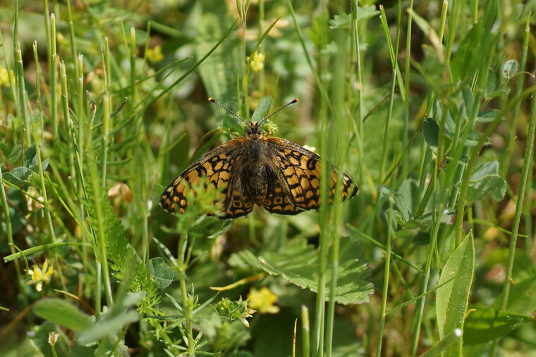 Mélitée du Plantain