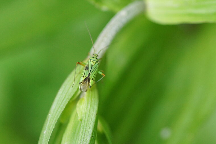 Mermitelocerus schmidti