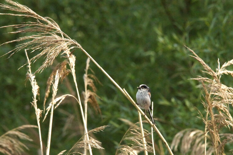 Mésange à longue queue