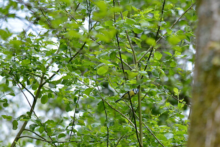 mésange bleue