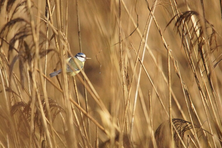 Mésange bleue