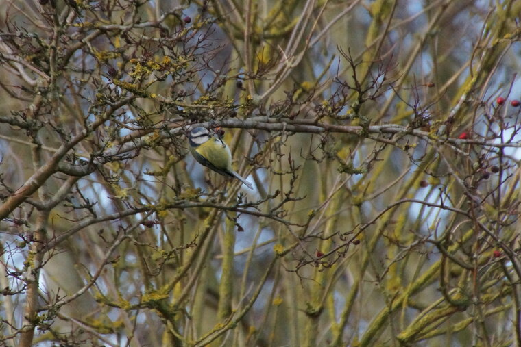 Mésange bleue