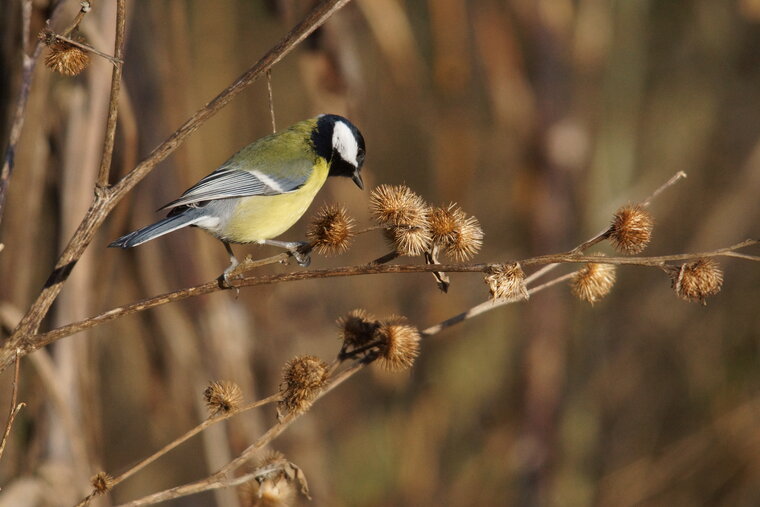 mésange charbonnière et bardane