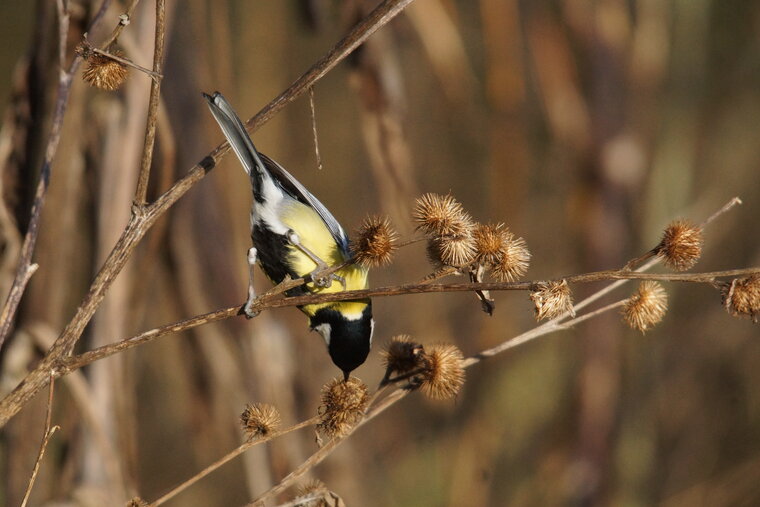 mésange charbonnière et bardane2