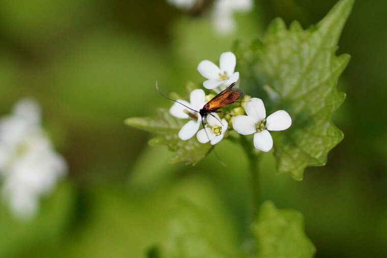 Microlépidoptère