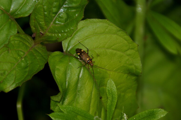 Miridé sp