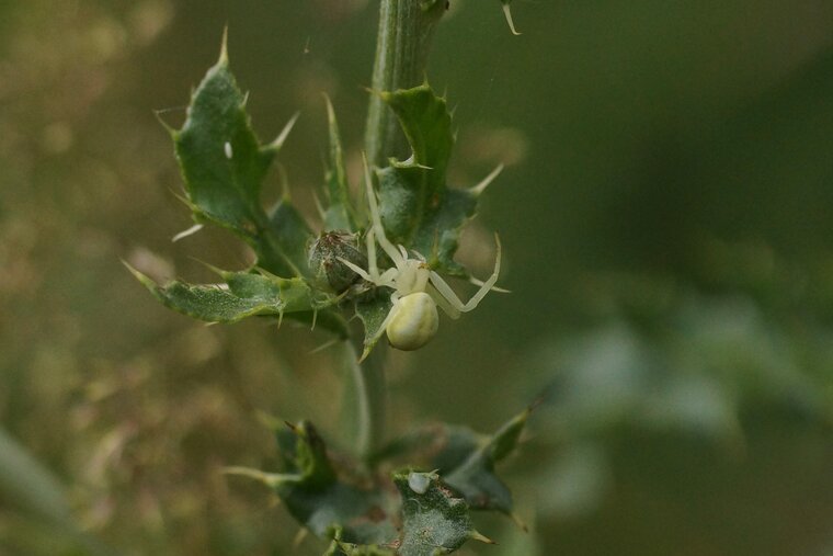 Misumena vatia sous réserve