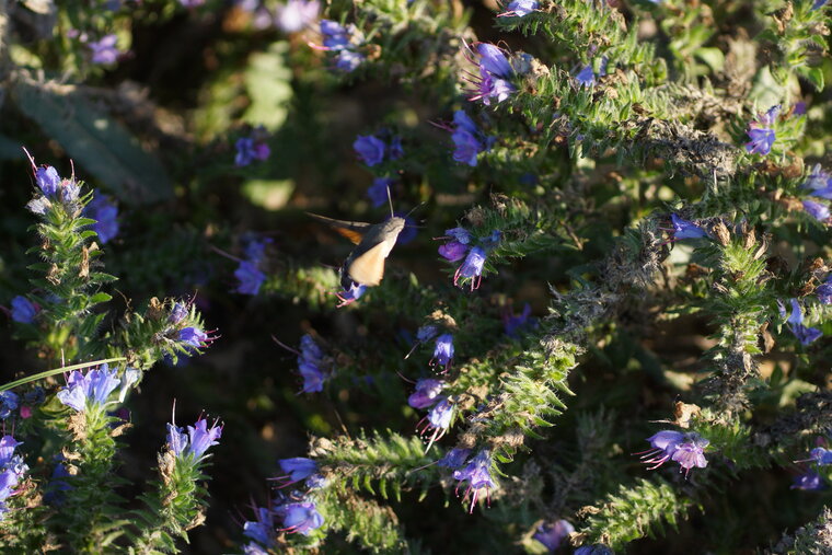 Morosphinx sur Vipérine sp