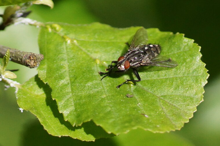 Mouche à damier