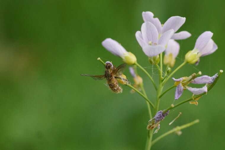 Mouche parasitée sur une Cardamine des près