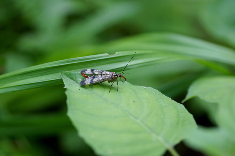 Mouche scorpion