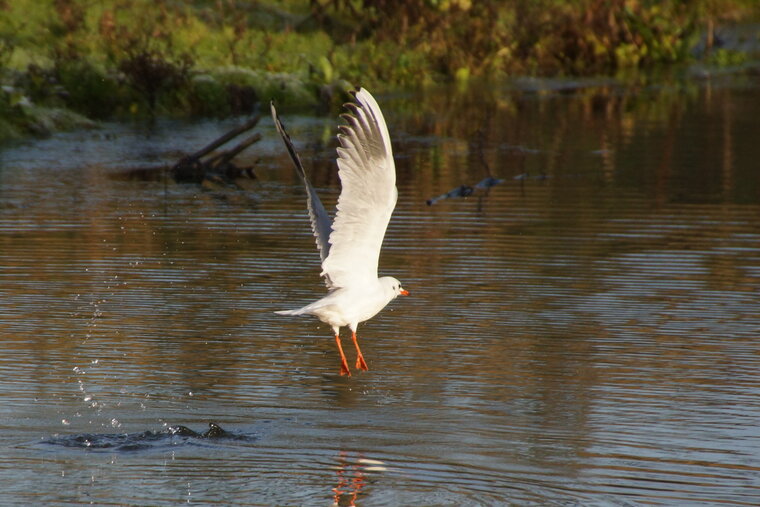 Mouette rieuse